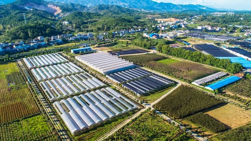 农业产业开发：一片生机勃勃的田野